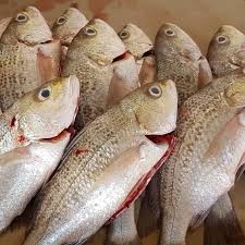 We did not find results for: Ikan Jenahak Putih Ikan Grow Restoran D Limau Nipis Facebook
