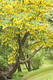 Image result for Laburnum
