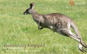 What is a baby kangaroo called. 5 Kangaroo Joey Facts You Ve Never Heard Before Echidna Walkabout Tours