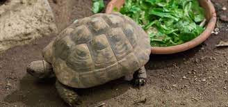 What Set Up Do I Need For My Tortoise Exoticdirect