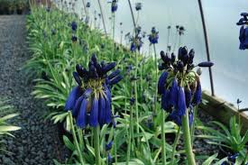 Image result for Agapanthus inapertus