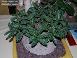 Image result for Raphionacme procumbens