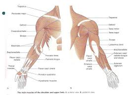Learn the muscles of the arm with quizzes, diagrams and worksheets author: Major Muscles Hands And Arms Legs And Feet Wrbcs204a Apply Knowledge Of Nail Science To Nail Services Ppt Download