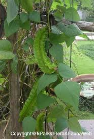 Image result for Psophocarpus grandiflorus