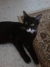 Anda boleh salin dan masukkan salinan kod embed ke dalam perisian cms atau blog yang menyokong html. Area Shah Alam Assalamualaikum Memerlukan Adopter Utk Kucing Saya Ni Dah Xmampu Nk Jaga Sebab Sudah Ada 2kucing And Saya Br Dpt Baby Usia Dlm 6bulan Jantan Sgt Sgt Manja Masih Belum Mendapatkan Vaksin