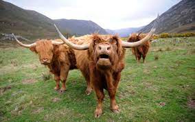 About Animals Highland Cattle