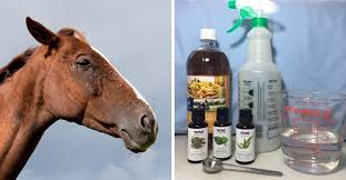 How To Make Homemade Fly Spray For Horses That S All Natural