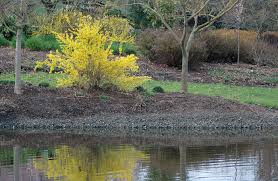 Image result for Faurea intermedia