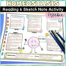 Homeostasis Free Human Body Worksheets And By Samson S Shoppe Teachers Pay Teachers Free Human Body Human Body Worksheets Sketch Notes