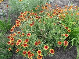 Gaillardia X Grandiflora Blanket Flower North Carolina Extension Gardener Plant Toolbox