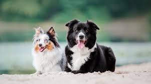 Hace algunos años nos propusimos compartir la felicidad de nuestros border collie con familias y personas que valoraran un perro con todas sus cualidades. Border Collie Vs Sheltie Differences Similarities