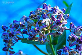 Buahnya buah kotak berbentuk segitiga, terbungkus oleh lapisan tipis berwarna putih, berbiji satu. Bali Fields Forevah Solitarigun