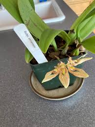 Image result for Bulbophyllum oreonastes