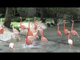 Find hotels near zoo schmiding, austria online. Zoo Schmiding Wels Destimap Destinations On Map