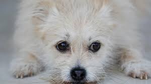 Ozel bolgeye dovme yaperken adana randevu no 0541 316 60 95 insagram sabit01ay youtube from i.ytimg.com. Avrupa Da Hayvana Siddetin Cezasi Ne Kadar Hangi Kosullarda Ve Nerede Yasiyorlar Euronews