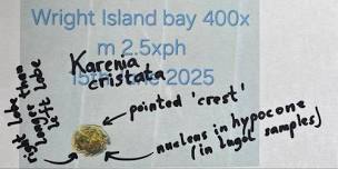 Phytoplankton of South Australia - Citizen Science