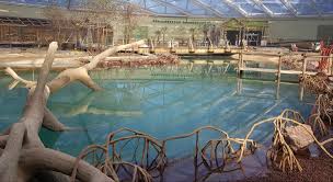 The zoo has a total of eight themes. Burgers Zoo Eroffnet Grosste Uberdachte Mangrove Der Welt