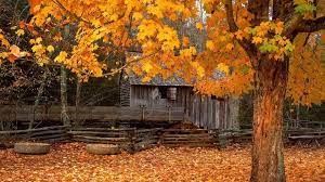 10 Latest Free Fall Screensavers Wallpaper Full Hd 1080p For Pc Background Autumn Scenery Fall Wallpaper Free Fall Screensavers