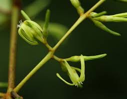 Image result for Oncinotis