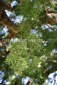 Image result for Afrocarpus falcatus