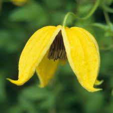 Maybe you would like to learn more about one of these? Clematis Bill Mackenzie