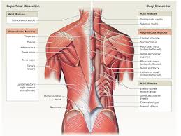 An Overview Of The Appendicular Muscles Of The Trunk Human Body Anatomy Muscle Anatomy Body Anatomy