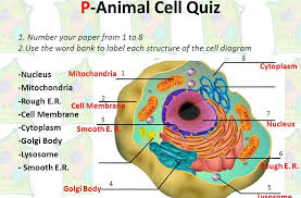 The cell membrane is semipermeable, allowing some substances to pass into the cell and blocking others. 33 Label Animal Cell Quiz Labels For Your Ideas