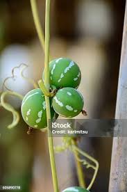 Image result for Diplocyclos