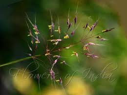 Image result for Chrysopogon