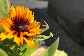 Guaranteed pest control , flea control, spider exterminator, ant control, rodent control, mole removal, bed bugs. Beneficial Bugs As Pest Control Down To Earth Home Garden And Gift