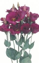 Image result for eustoma flamenco