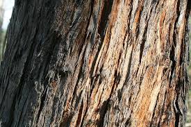 This tree was the second largest tree in the world (only the general sherman tree was larger) until just a few years ago. 10 Of The Tallest Trees In The World
