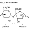 How simple carbs and complex carbs affect blood sugar. 1