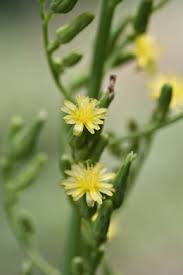 Image result for Lactuca ugandensis