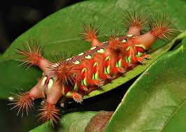 Black And Orange Caterpillar With White Spikes Stinging Nettle Slug Caterpillar Cup Moth Limacodidae The Clown 1 Caterpillar Insects Moth Caterpillar