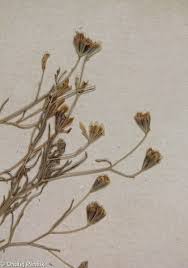 Image result for Schkuhria pinnata