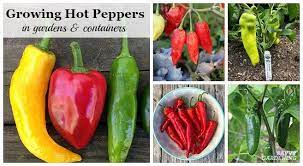 Growing Hot Peppers In Garden Beds And Containers Growing Hot Pepper Stuffed Hot Peppers Stuffed Peppers