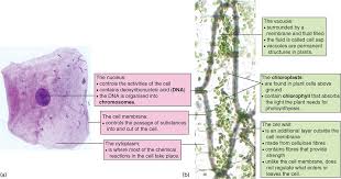 Check spelling or type a new query. Cell Biology