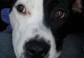 Pet assistance for low income families massachusetts. The Pet Pantry Helping To Feed Pets In Need Home
