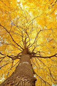 Pin By Queen S Lace On Autumn Yellow Aesthetic Autumn Trees Beautiful Tree