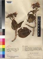 Image result for Dissotis trothae