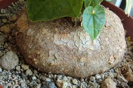 Image result for Cyclantheropsis parviflora