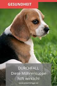 Was Ist Morosche Mohrchensuppe Und Warum Hilft Sie Welpen Bei Durchfall Welpen Durchfall Beim Hund Hundeernahrung