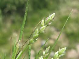 Image result for Eragrostis macrochlamys