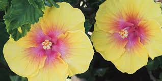 80 tatuaggi con i fiori di ibisco (con significato) il fiore di ibisco è chiamato anche fior di giamaica e, quando si tratta di simboleggiare la bellezza e la semplicità, è uno dei fiori più utilizzati nei tatuaggi. Pin Su Piante Grasse