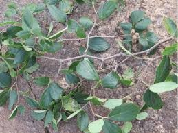 Image result for Rhoicissus digitata