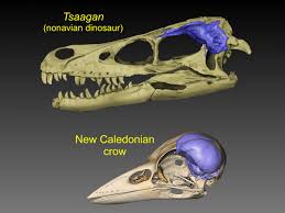 The story (almost certainly apocryphal, but they're the best kind) goes something like this: Tyrannosaurs To Modern Crows Evolutionary Tracing To Discover How Birds Evolved Big Brains