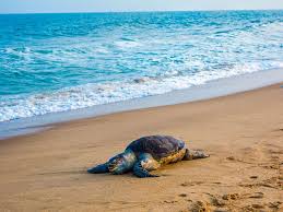 See tripadvisor's 6,098 traveler reviews and photos of mexico beach tourist attractions. 113 Sea Turtles Have Been Found Dead On A Mexico Beach Smart News Smithsonian Magazine