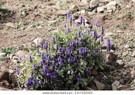 Image result for Coleus caninus