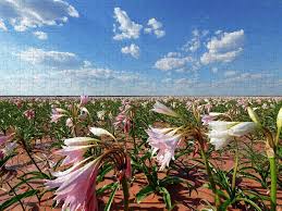 Image result for Crinum paludosum